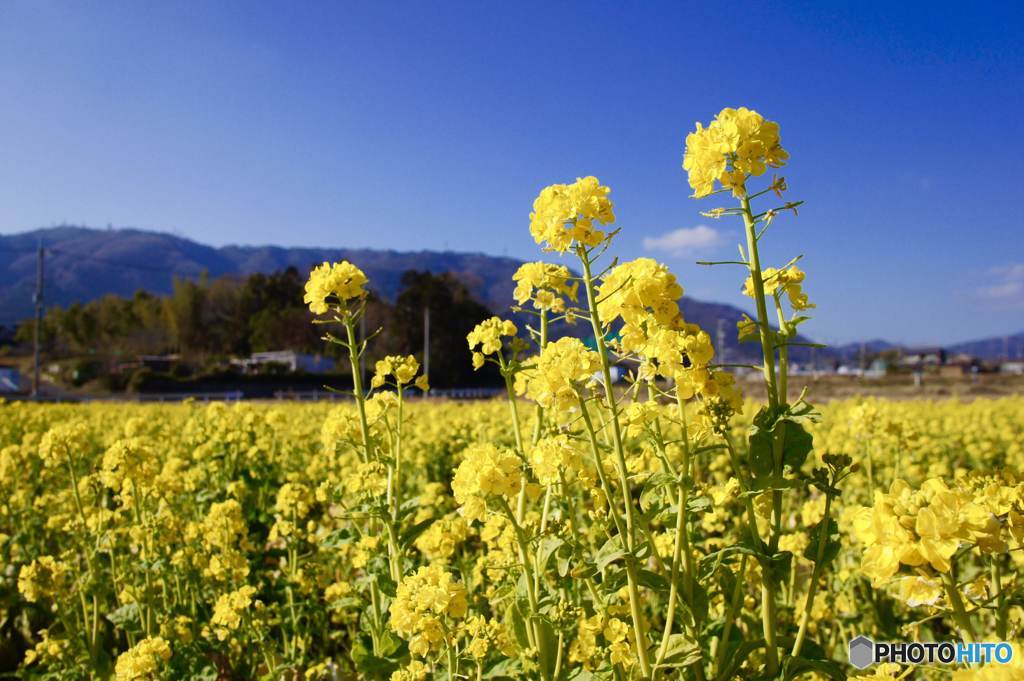 菜の花畑