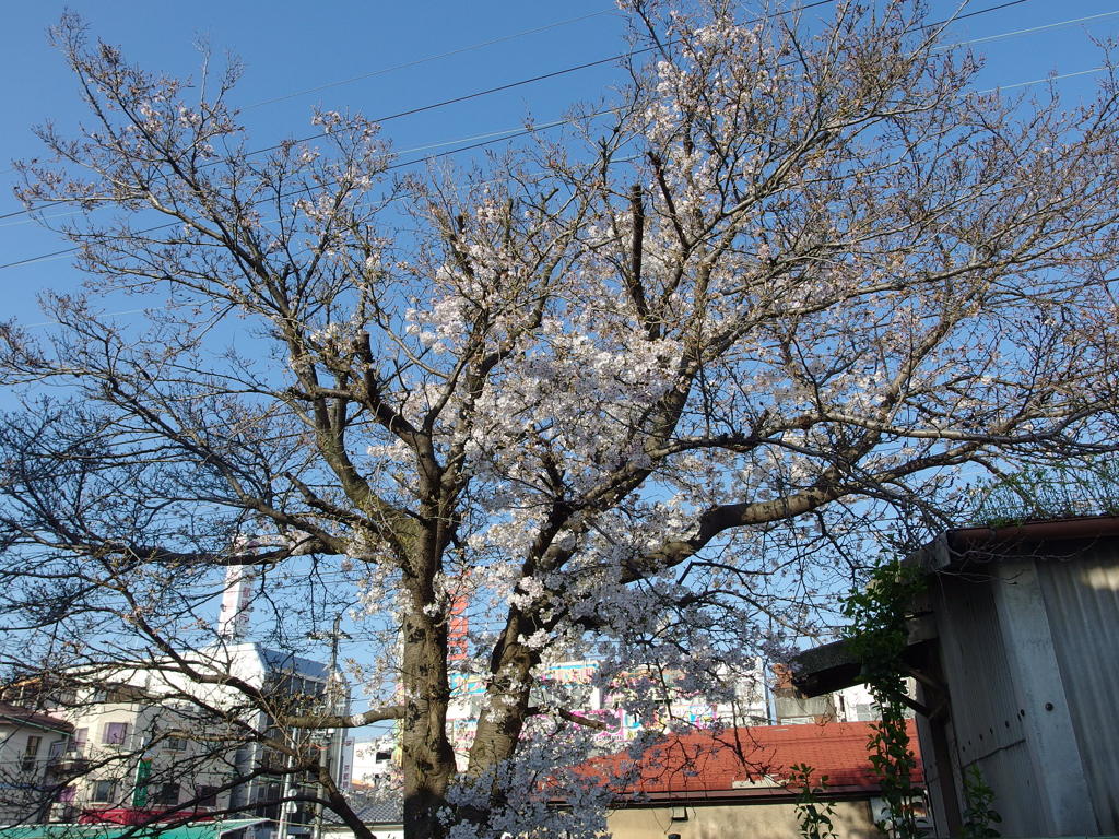 IMGP0281
