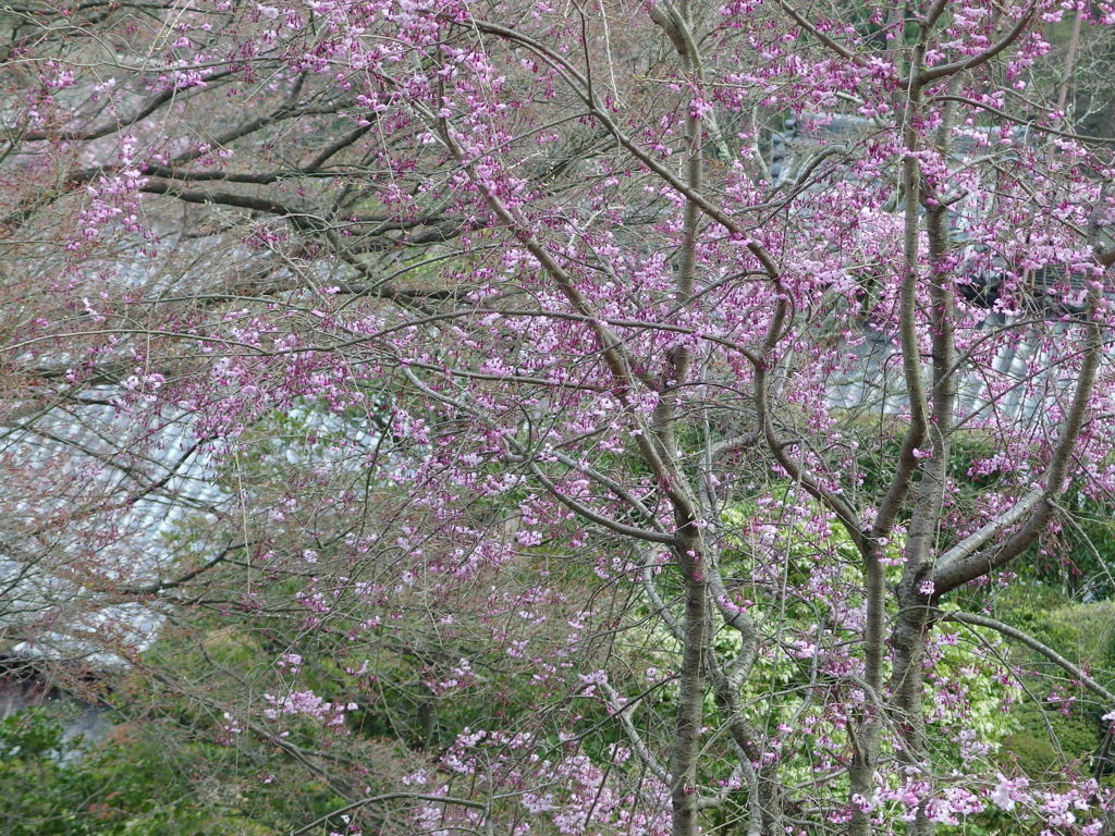 善峰寺