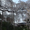 善峰寺