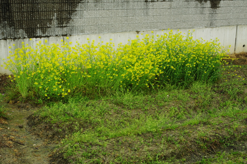 IMGP9730