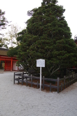 下鴨神社