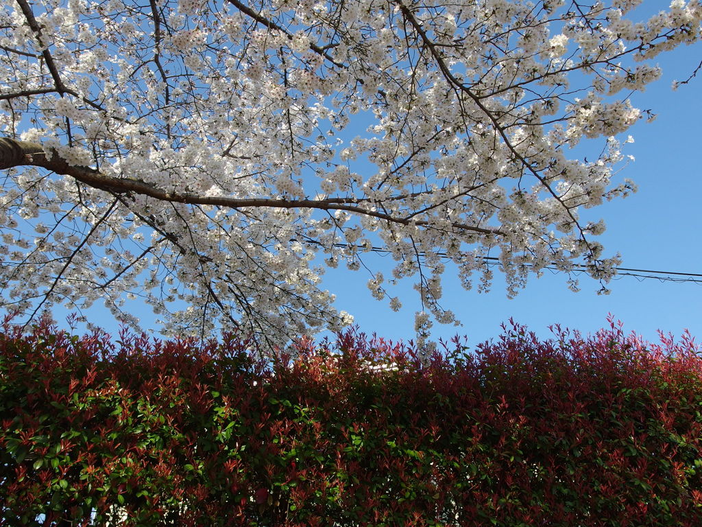 IMGP0298
