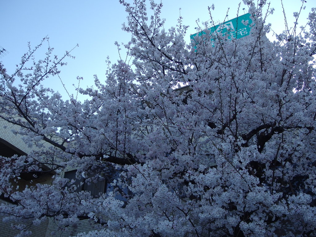 IMGP0270