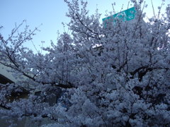 IMGP0270