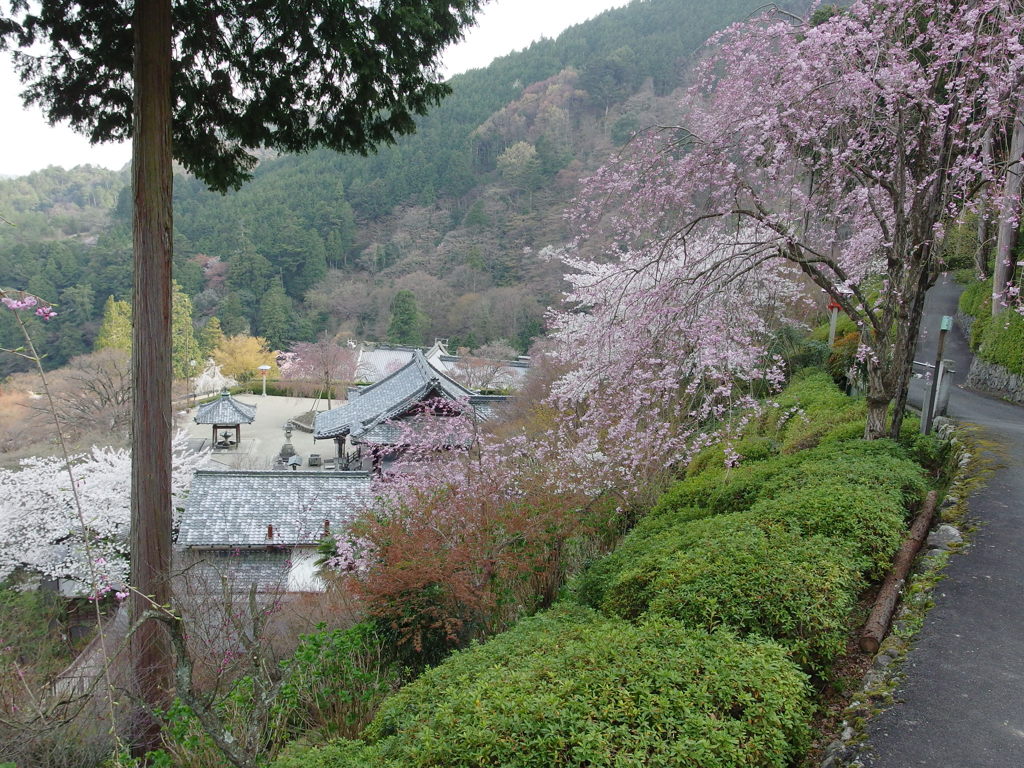 善峰寺