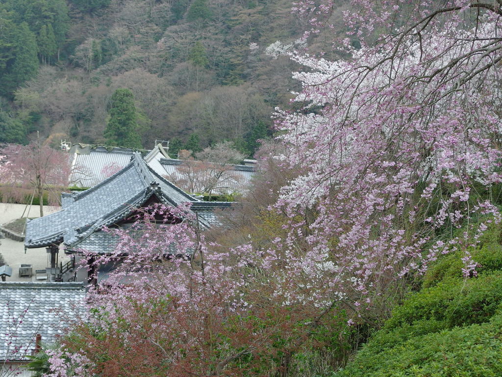 善峰寺