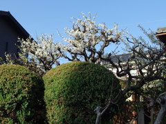 IMGP0273
