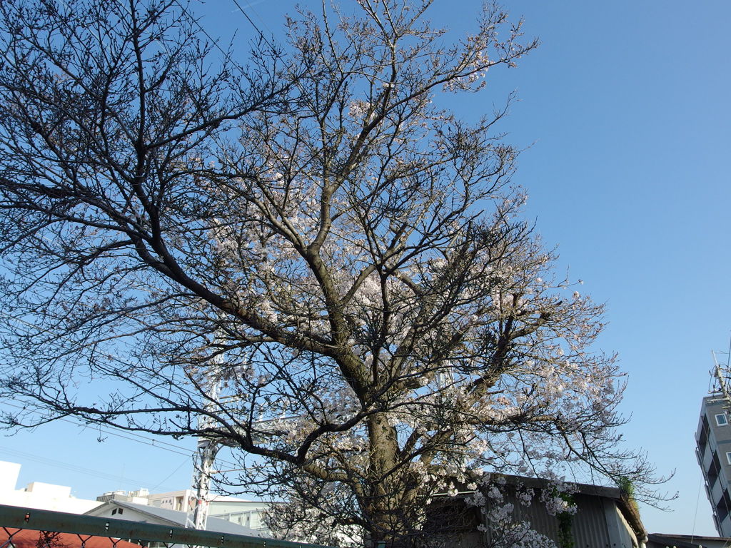 IMGP0279