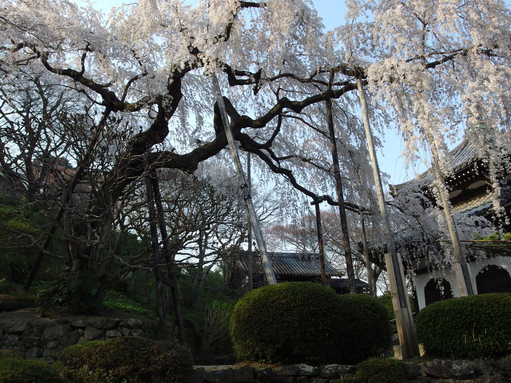 善峰寺