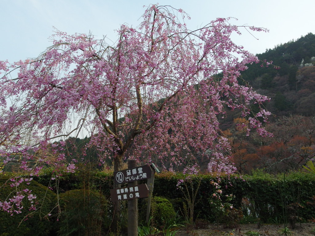 善峰寺