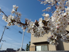 IMGP0287
