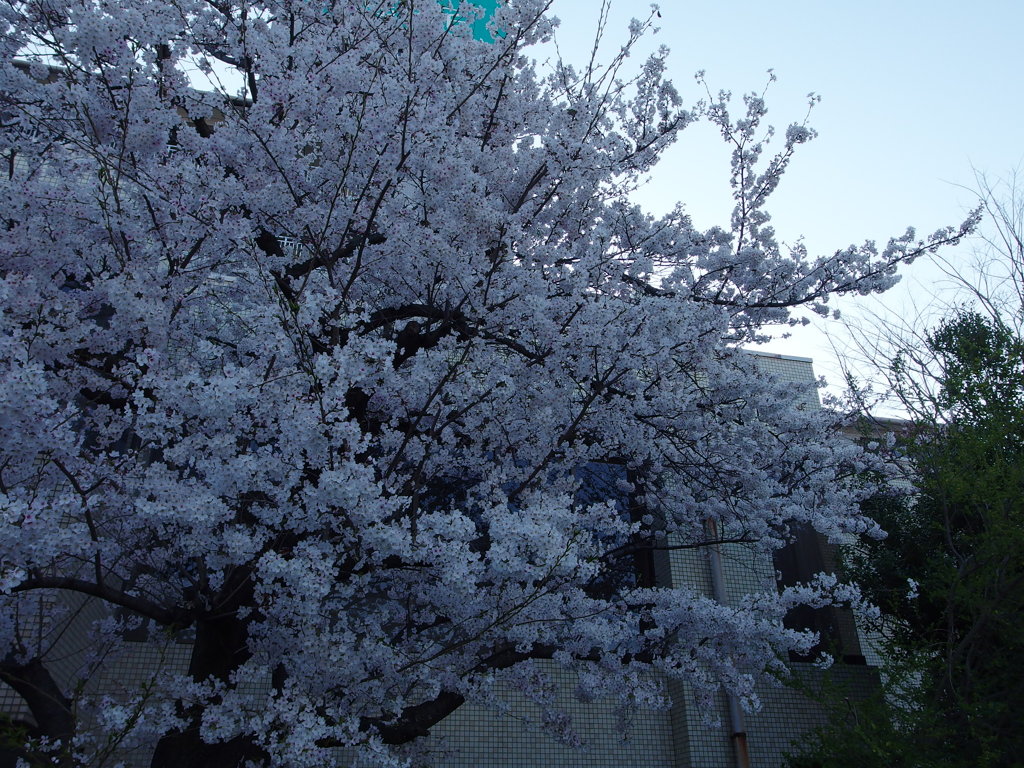 IMGP0271