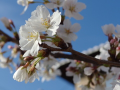 IMGP0288