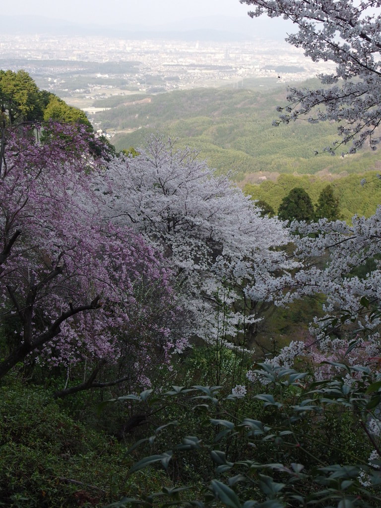 善峰寺