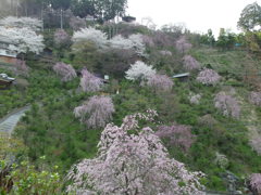 善峰寺