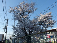 IMGP0278