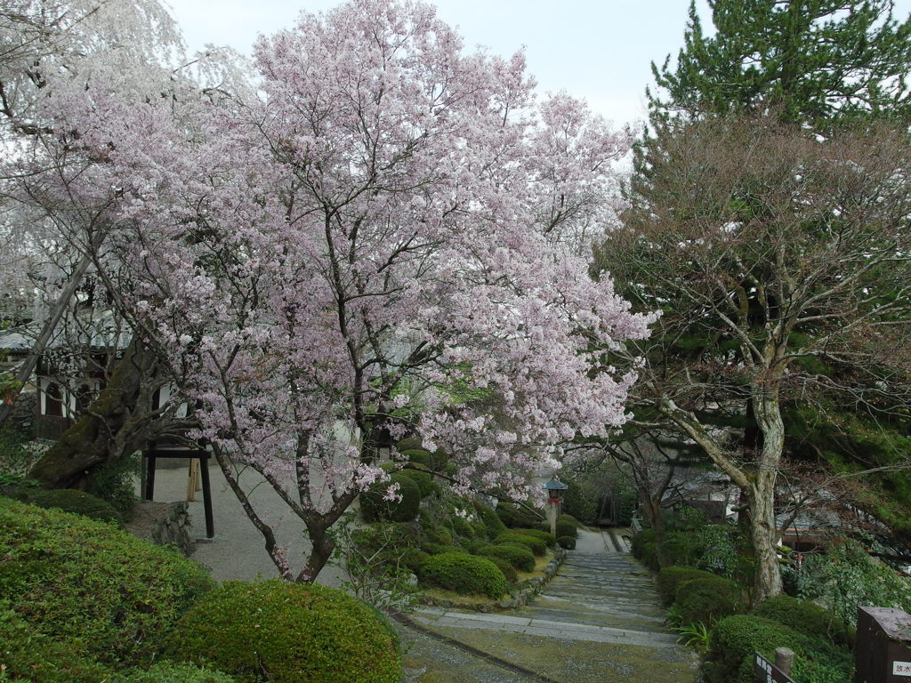 善峰寺