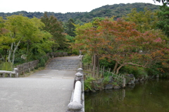 京都円山公園