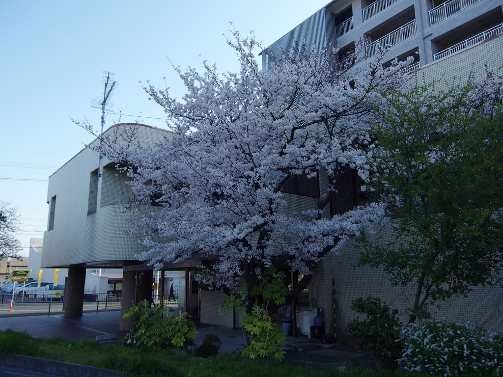 IMGP0272