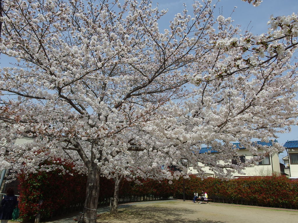 IMGP0163