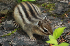 エゾシマリス