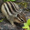 エゾシマリス