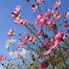 滝野すずらん丘陵公園に咲くピンクのコスモス