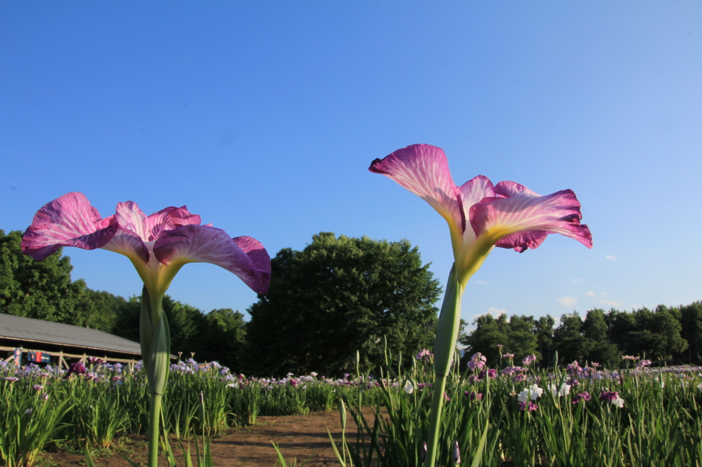 花しょうぶ