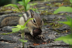 エゾシマリス