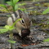 エゾシマリス