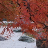 中島公園の日本庭園