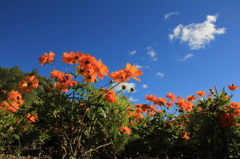 滝野すずらん丘陵公園に咲くオレンジのコスモス