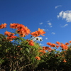 滝野すずらん丘陵公園に咲くオレンジのコスモス