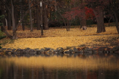 中島公園　黄色い絨毯