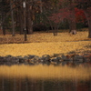 中島公園　黄色い絨毯