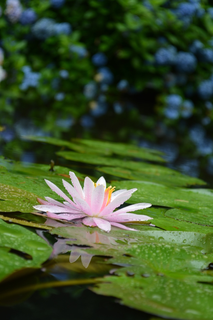 蓮池と紫陽花