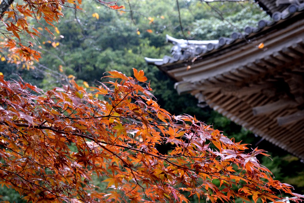清水寺　もみじ