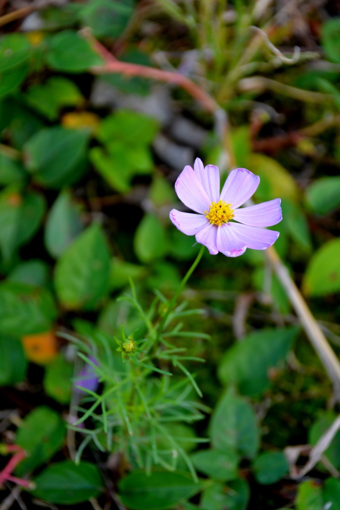 秋桜