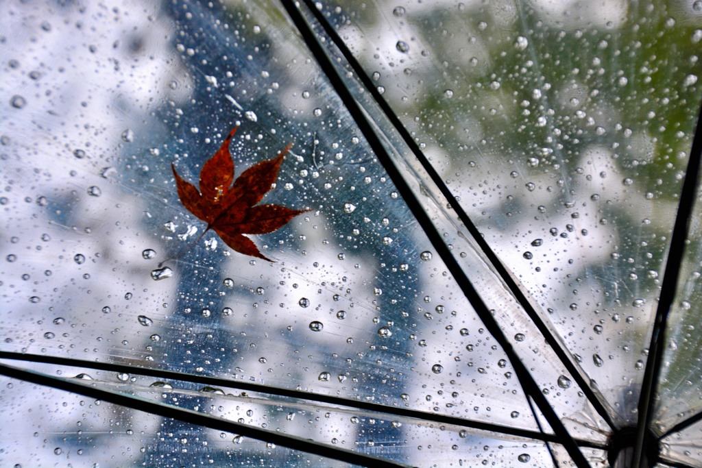 雨の日もみじ