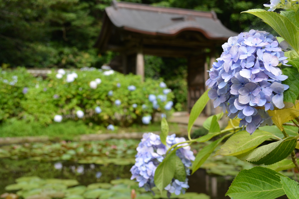 紫陽花