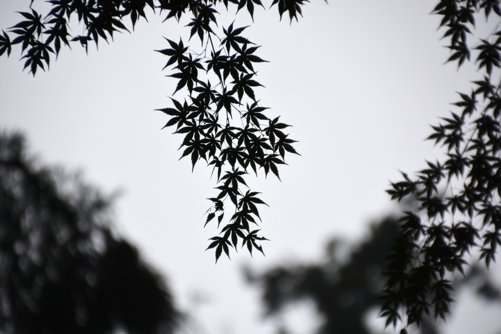silhouette　もみじ