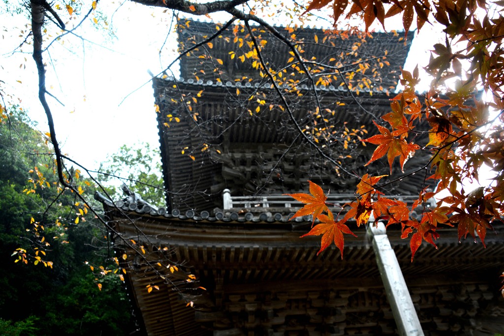 清水寺のもみじ