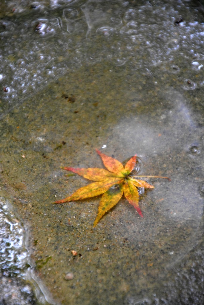浮かぶもみじ