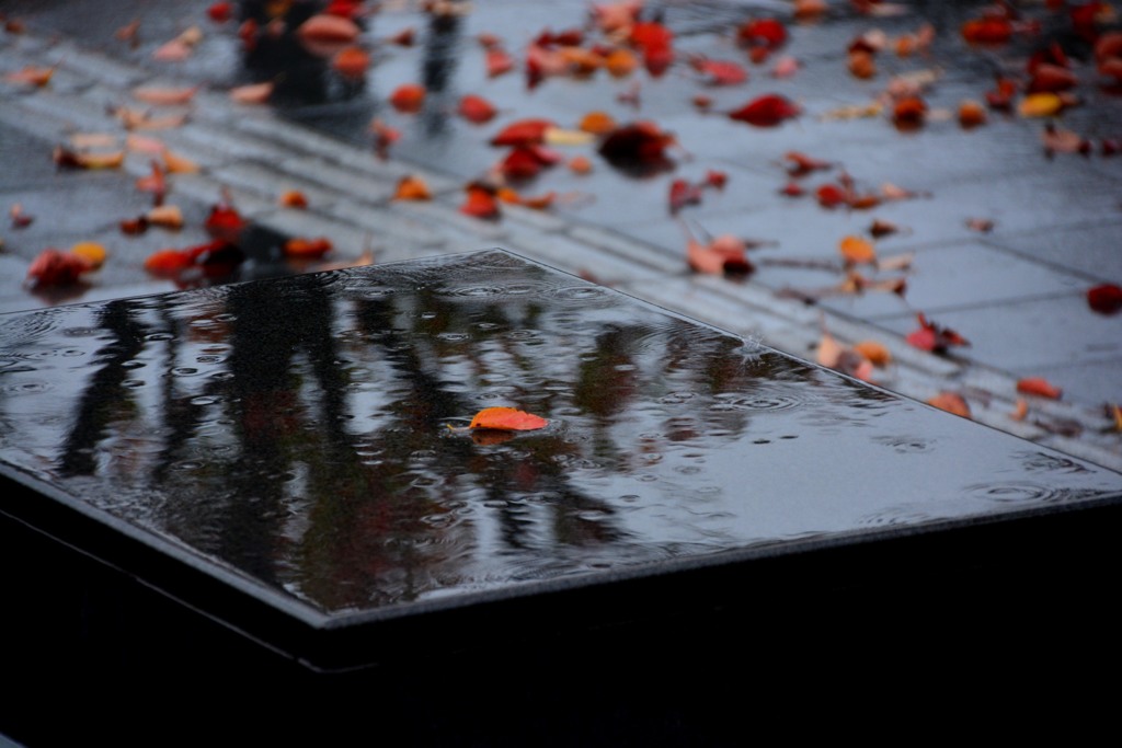 雨の落葉