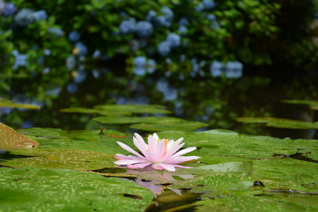 月照寺の蓮池と紫陽花