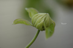 蕾