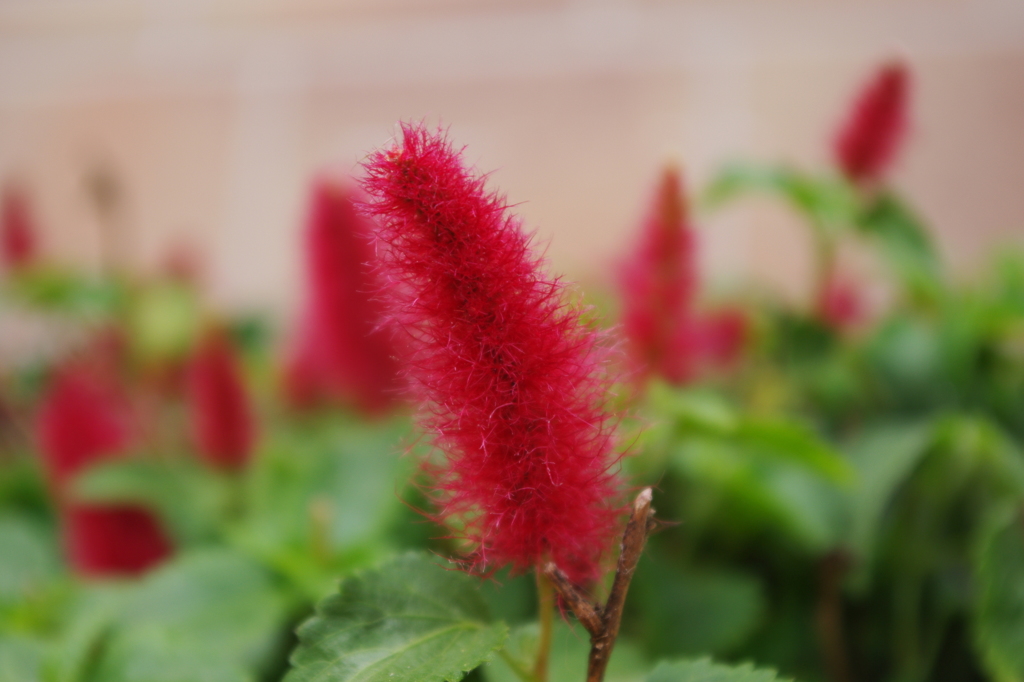 キャットテール