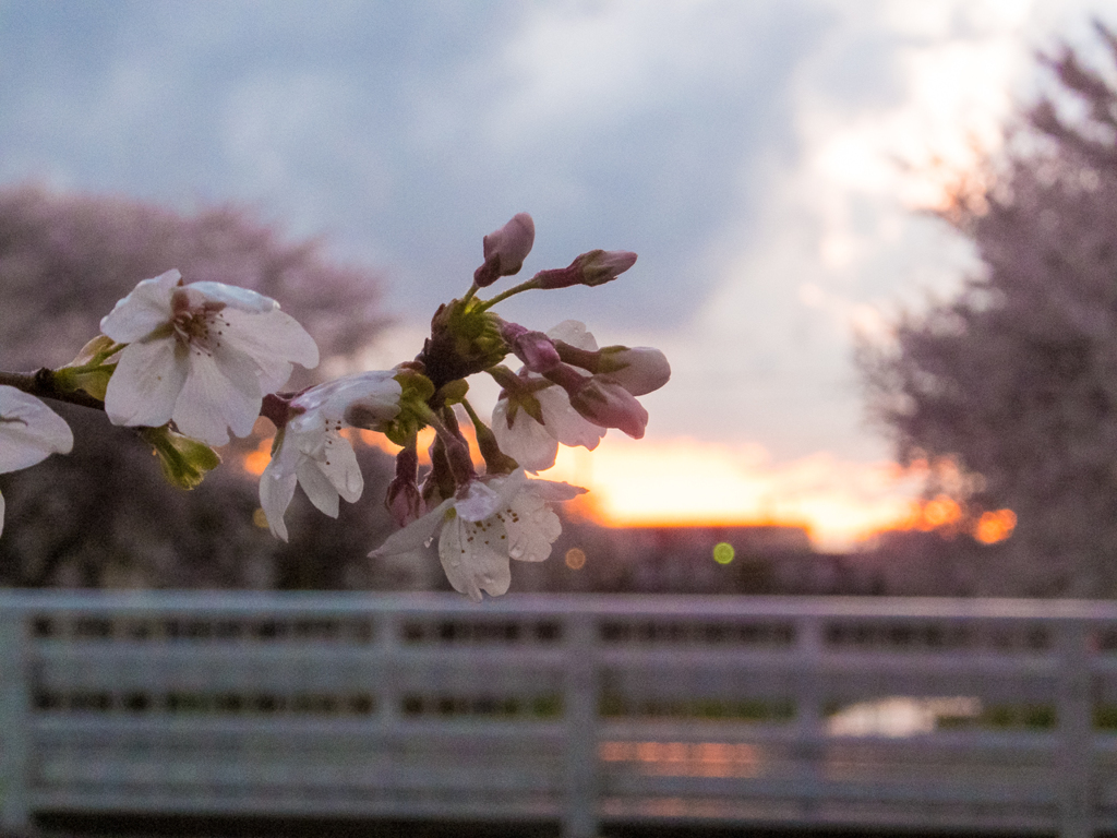 夕桜