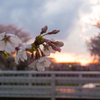 夕桜